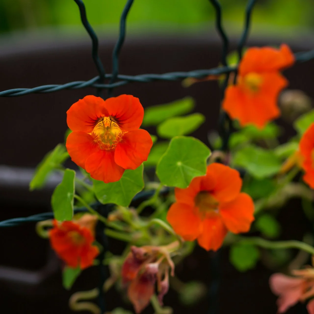 Red annual flowers discount
