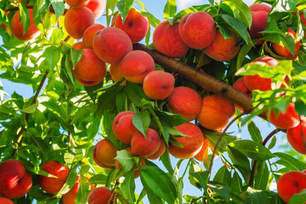 Ripe Peaches Hang Ready to be Harvested