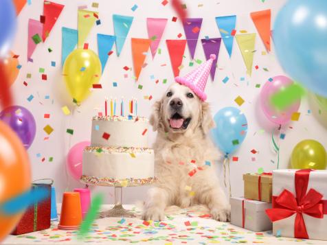 How to Throw a Gotcha Party for Your Dog