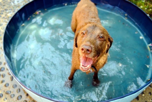 Brown dog in a pool
