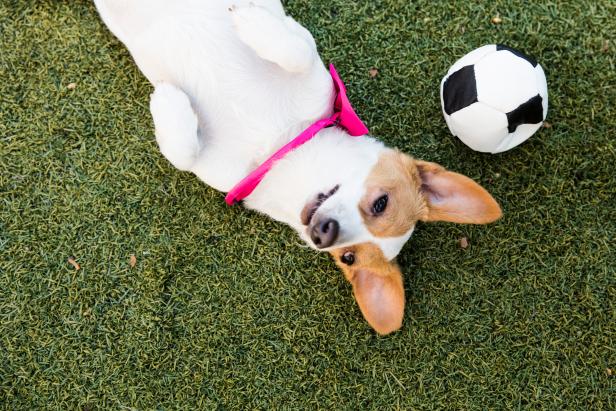 Portrait of "Rosie," a Jack Russell-Dachshund mix with a pink bow tie lying on the grass next to a football.  By using this photo, you are supporting the Amanda Foundation, a nonprofit organization that is dedicated to helping homeless animals find permanent loving homes.