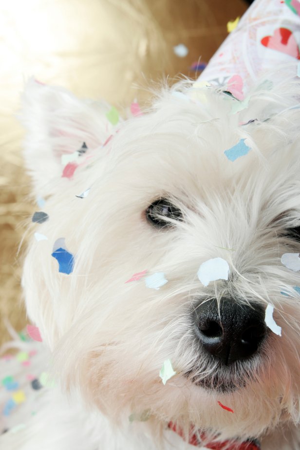 West highland white terrier with birthday party hat .