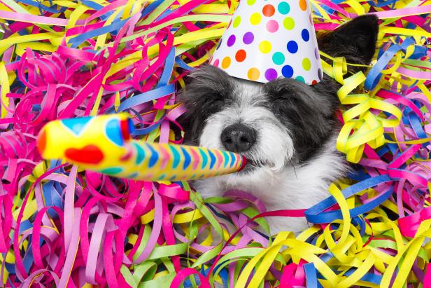 poodle dog having a party with serpentine streamers, for birthday or new years eve and blowing a whistle horn wearing  a hat