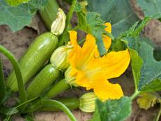 Zucchini: A Delicious Vegetable for All Seasons