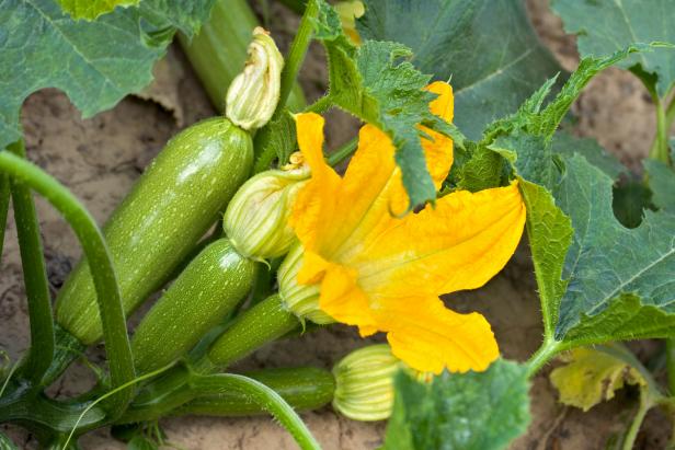 Zucchini: A Delicious Vegetable for All Seasons
