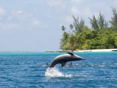 Dolphin performing in lagoon of Huahine