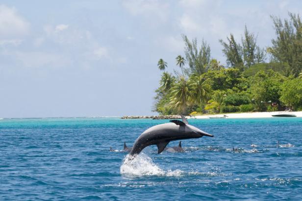 Dolphin performing in lagoon of Huahine