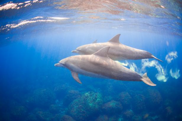 Wild dolphins living in 3 hours away island from Tokyo