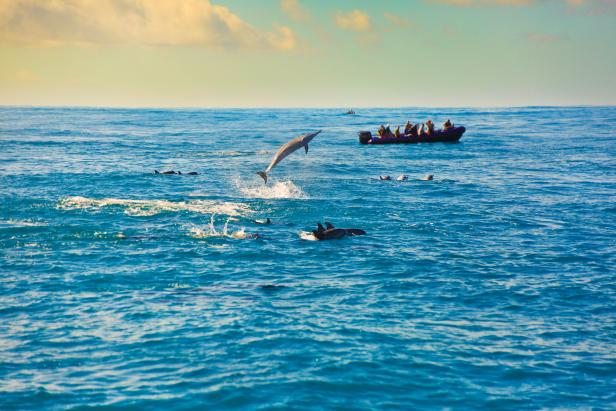 a pod of spinner dolphins in the Hawaiian island, photo taken in the Na Pali Coast of the island of Kauai, Hawaii