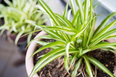 3 water rooted MEDIUM baby spider plants variegated Chlorophytum  Air Purifying