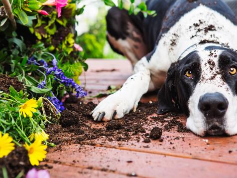 How to Pet-Proof Your Garden