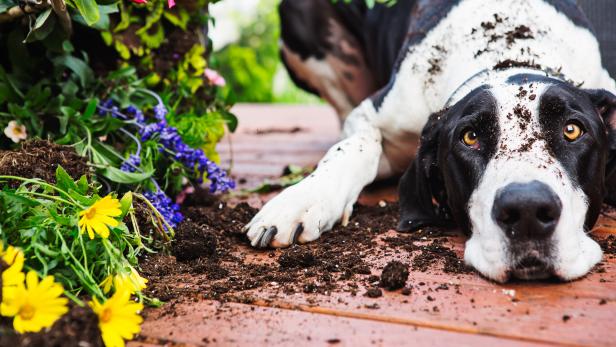 15 Summer Tips Every Pet Parent Needs to Know