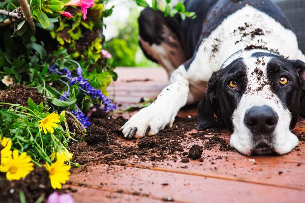 Puppy-proof your garden - 7 practical tips that really work - and 3 to  avoid! - The Middle-Sized Garden