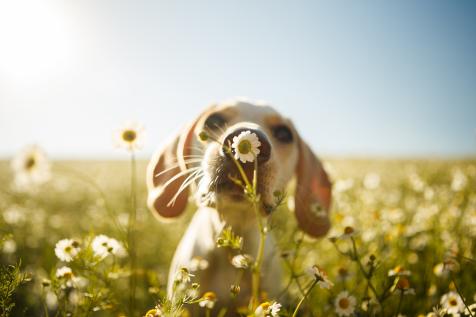 ENRICHMENT GARDENS FOR DOGS — Hedgerow Hounds