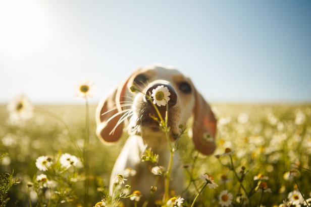 A dog smelling a chamomile flower.