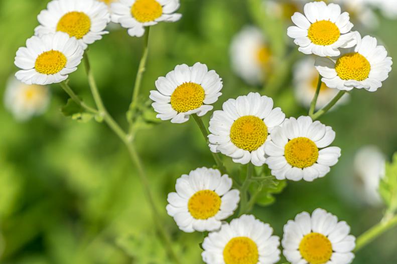 Camomile flowers in the garden