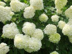 How to Prune Flowering Bushes and Shrubs Such as Hydrangea