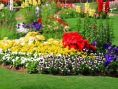 Colorful Garden and Lawn