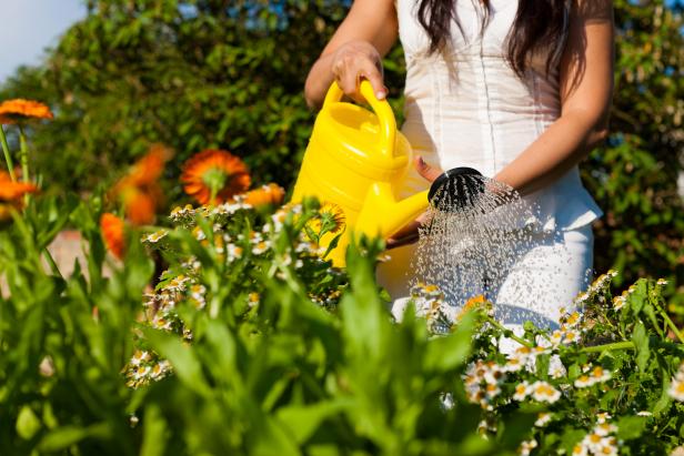 Keeping Plants Watered During Vacation