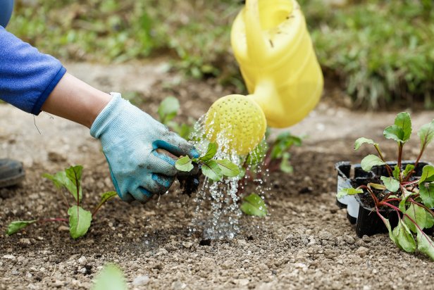 Water Newly Transplanted Plants, Especially in Dry Weather