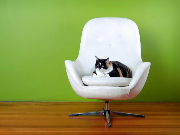 A calico cat sits in a mid century Danish design chair.