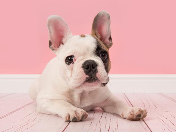 Cute french bulldog puppy looking at the camera lying on the floor in a pink living room setting
