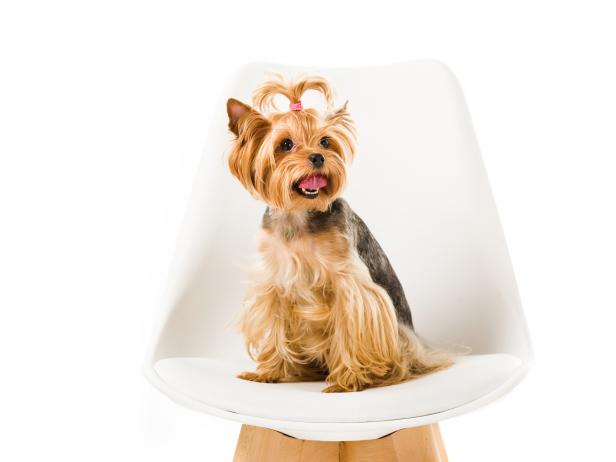 Funny yorkshire terrier sitting on chair isolated on white