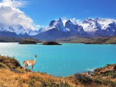 Neverland Patagonia. Emerald Lake Pehoe water on the hill stands a graceful guanaco. Away in the clouds - the cliffs of Los Kuernos