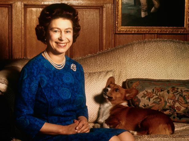 Britain's Queen Elizabeth II smiles radiantly during a picture-taking session in the salon at Sandringham House. Her pet dog looks up at her. These photos were taken in connection with the royal Family's planned tour of Australia and New Zealand.