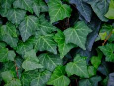 Ivy leaves - background