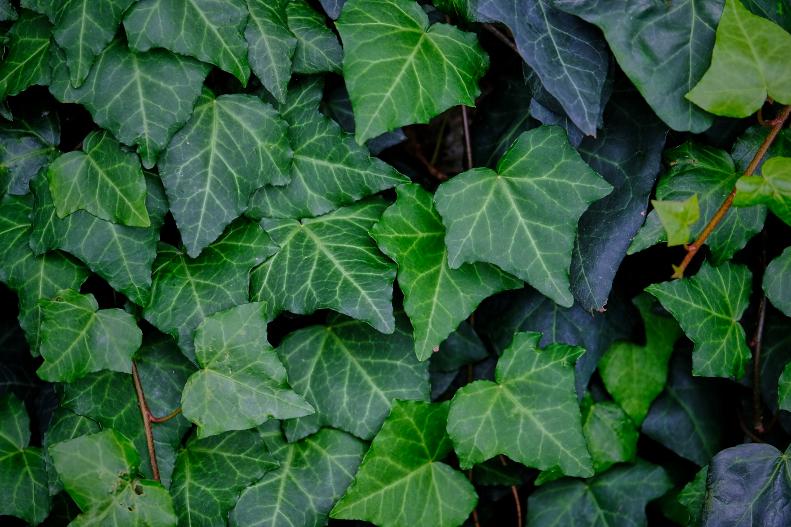 Ivy leaves - background