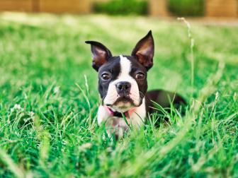 Portrait of female Boston Terrier puppy lying in grassy area