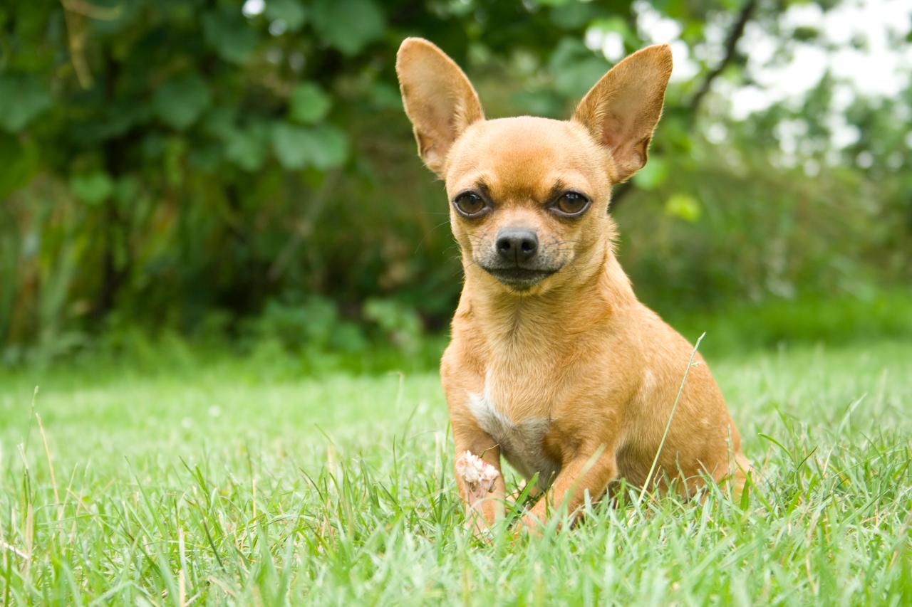 Good small dog breeds for sale apartments