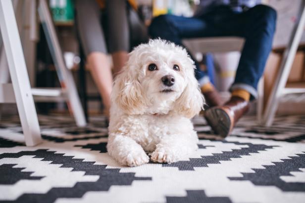 The 15 Best Dog Breeds For Apartment Dwellers 1550582944007 Jpeg