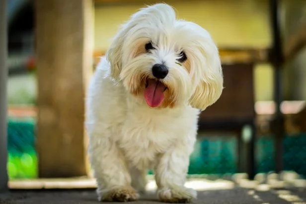 Maltese Hypoallergenic Dog Breeds: Perfect Allergy Solutions