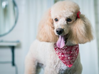 Dog grooming a poodle