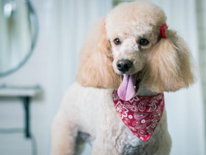 20 Hypoallergenic Dog Breeds That Won't Shed All Over Your House