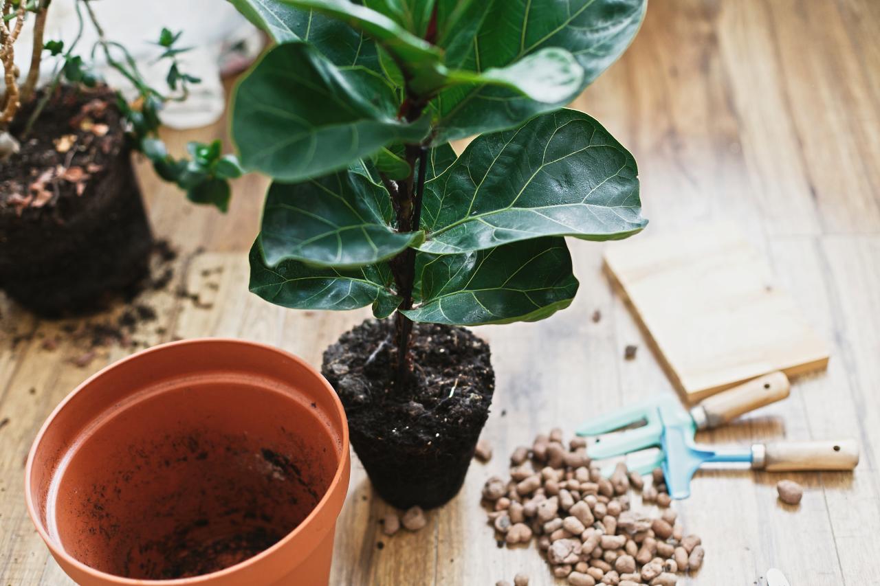 fiddle leaf fig plant