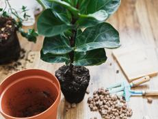 Pruning, watering, repotting, oh my! Keep your finicky ficus alive and thriving with our 10 easy-to-follow tips.