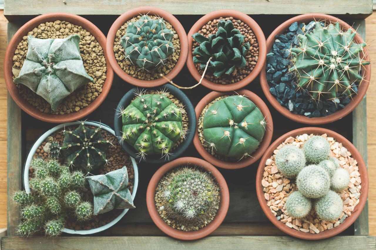 How To Care For A Cactus Hgtv