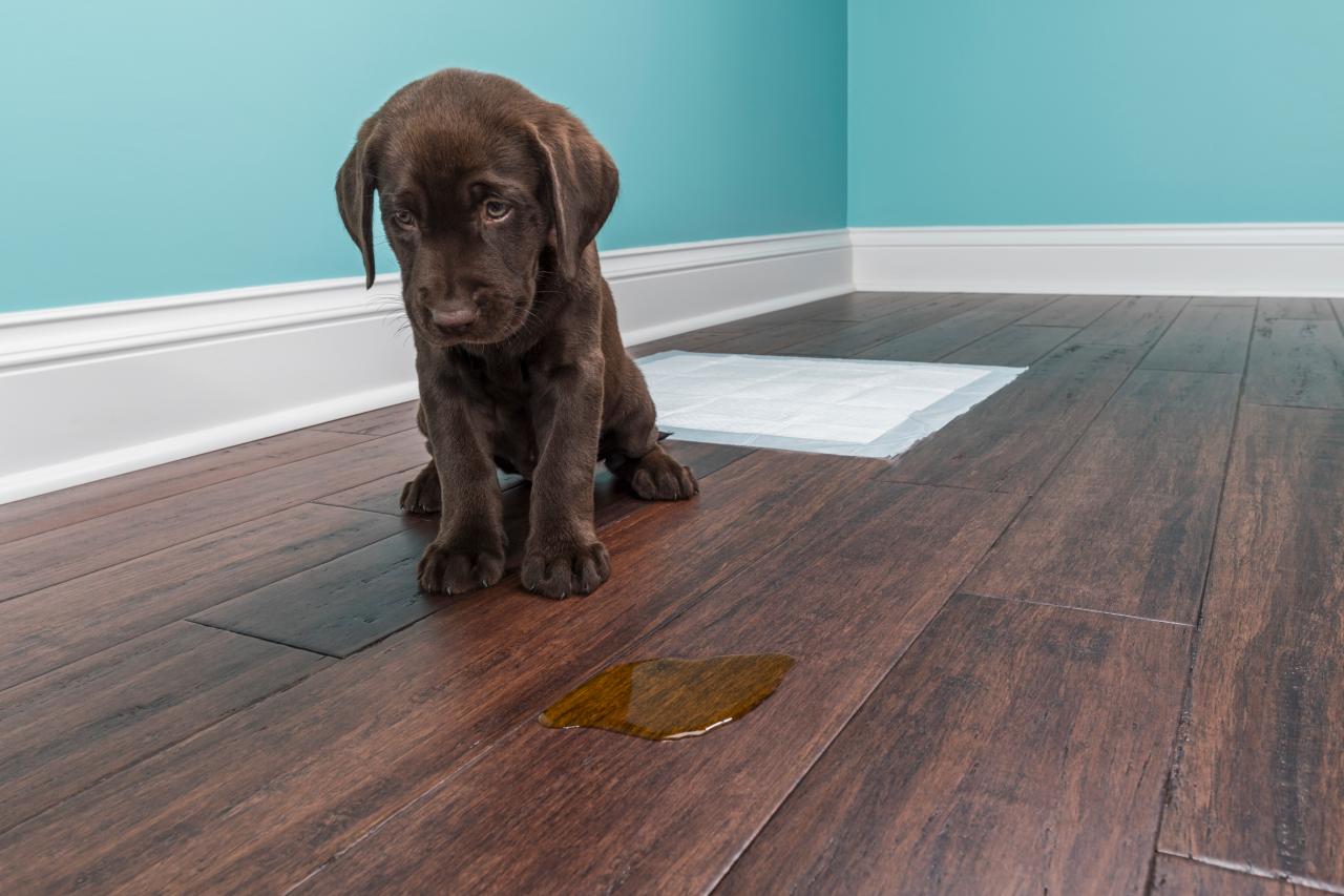 How To Remove Stain On Wood, What To Use To Clean Dog Urine From Hardwood Floors