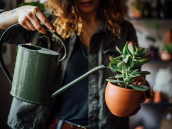 Woman watering succulent plant