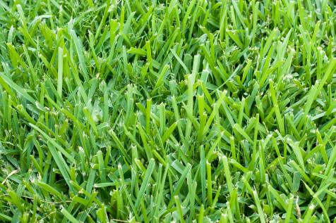 Get rid of bermuda grass in st augustine