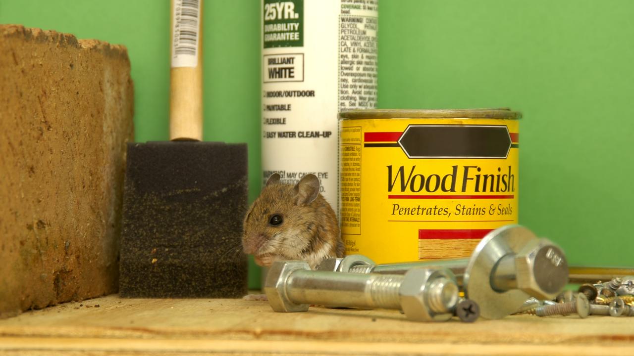 How To Get Rid Of Mice, Mice In Garage Uk