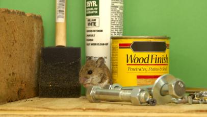 Handmade mouse trap - homemade humane rat trap - DIY handcraft trap 