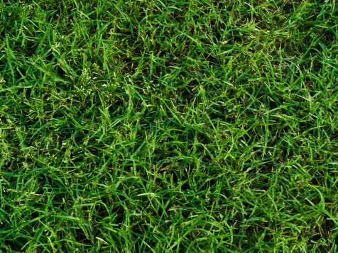 Bermuda Grass vs. St. Augustine Grass