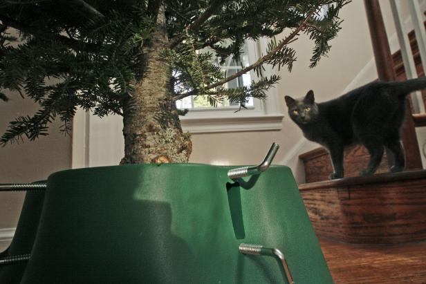 SLUG: HO-TREESTAND DATE: 11/26/2006 CREDIT: Bill O'Leary Reporter John Deiner, and his wife Janet, using a variety of Christmas tree stands in their house. Pictured, the family cat, Earl Gray, eyes the newly erected tree with interest, possible planning his first assault.  (Photo by Bill O'Leary/The The Washington Post via Getty Images)