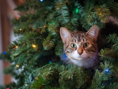 How to Keep Cats Out of Christmas Trees