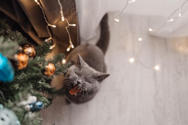 Cute grey tabby kitten investigating the decorations on a Christmas tree