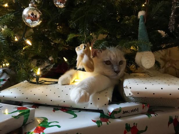 Ragdoll kitten stretched out on packages under a Christmas tree.
